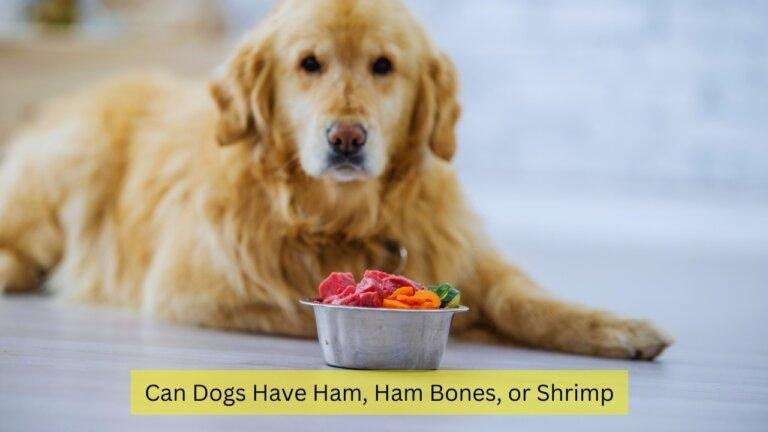 Can Dogs Have Ham, Ham Bones, or Shrimp