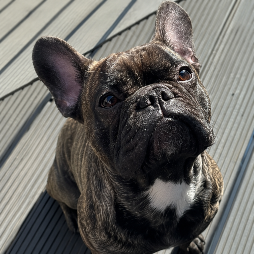 The Battersby's dog Oscar